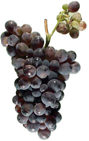 виноград Санджовезе