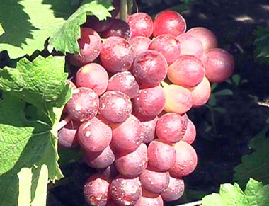 сорт винограда Кардинал устойчивый