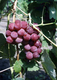сорт винограда Гуна