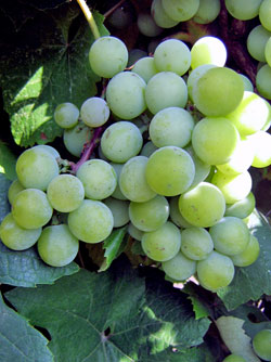сорт винограда Супага