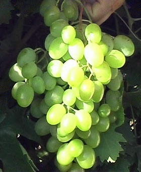 сорт винограда Юбилей Платова