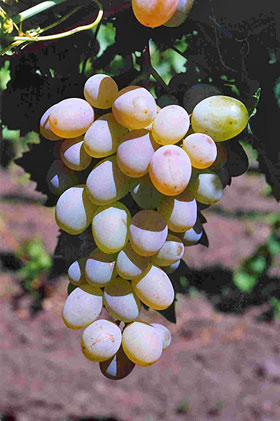Сорт винограда Алина запорожская