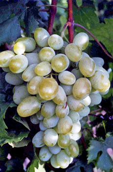 Сорт винограда AT-6-3cк