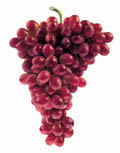 Сорт винограда Эмперор