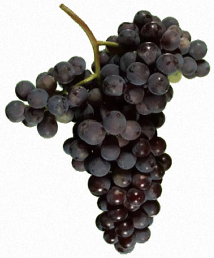 сорт винограда Неббиоло