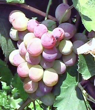 Сорт винограда II-15-5-пк