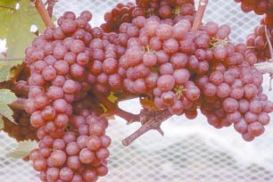 виноград Зигерребе