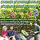 Сорта и гибридные формы винограда, часть 2