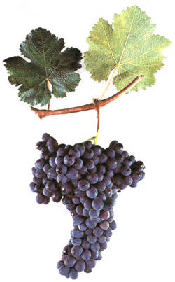 Аладастури виноград