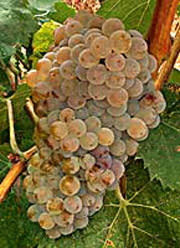 Аранель виноград