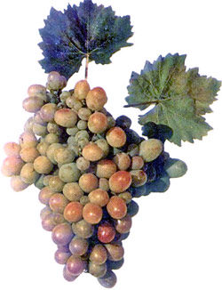 Хрустящий виноград