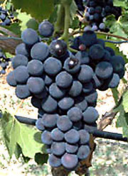 Прима, сорт винограда