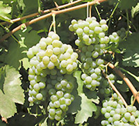 Триплет блан виноград