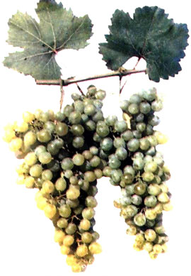 Жемчуг Анапы - сорт винограда