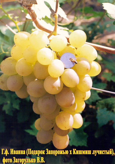 Иванна – форма винограда
