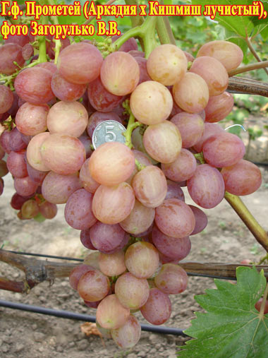 Прометей — виноград