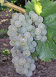 Рава блан – сорт винограда