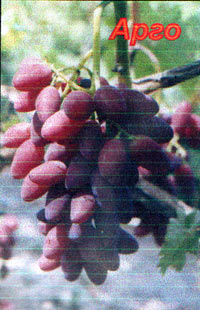 виноград Арго