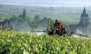Внекорневые подкормки в виноградарстве: мифы и реальность