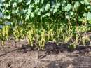 Сорта винограда PIWI - будущее виноградарства?