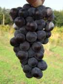 16 полезных для здоровья сортов винограда