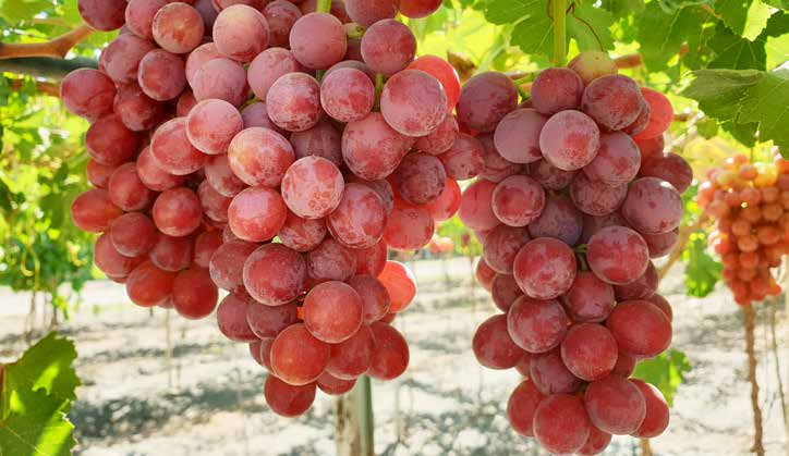 качественный виноград